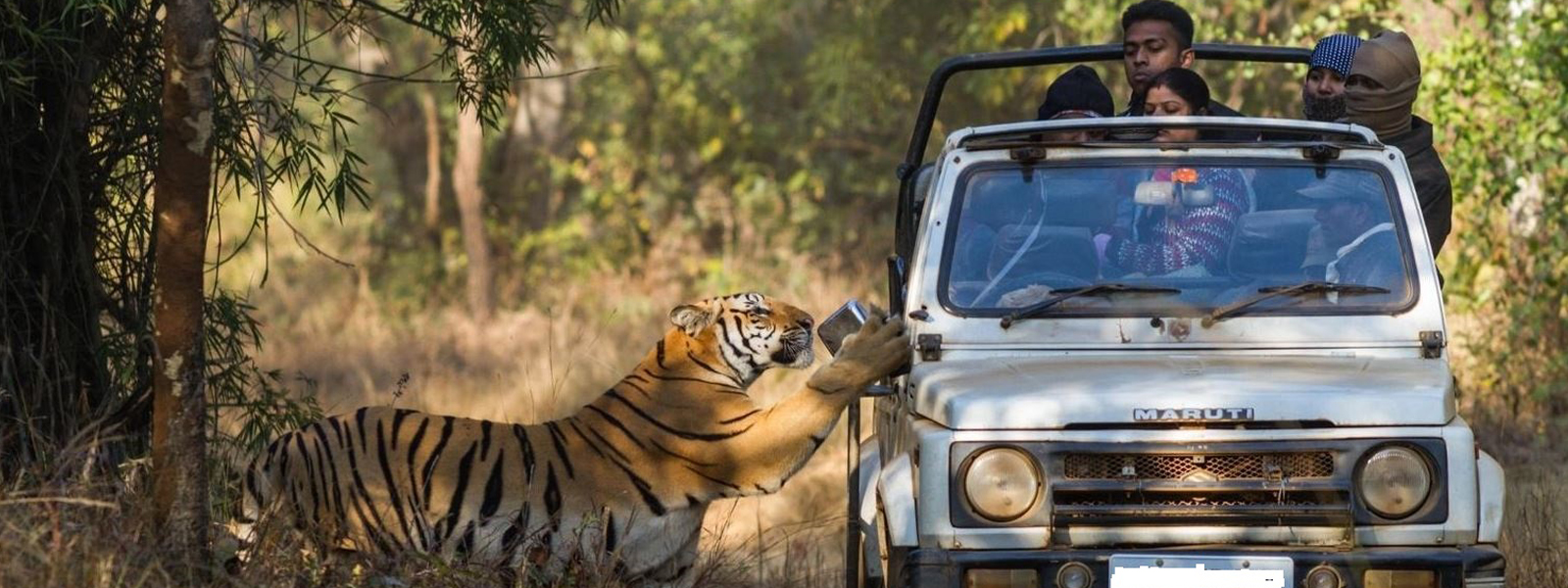 Ranthambore Safari