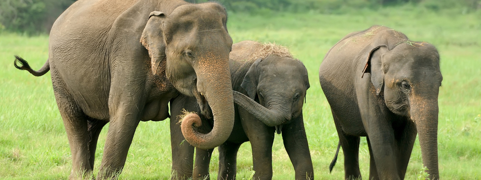 Indian Elephants