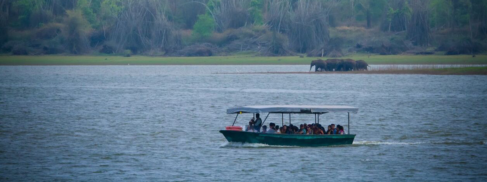 Wildlife Boat Safari