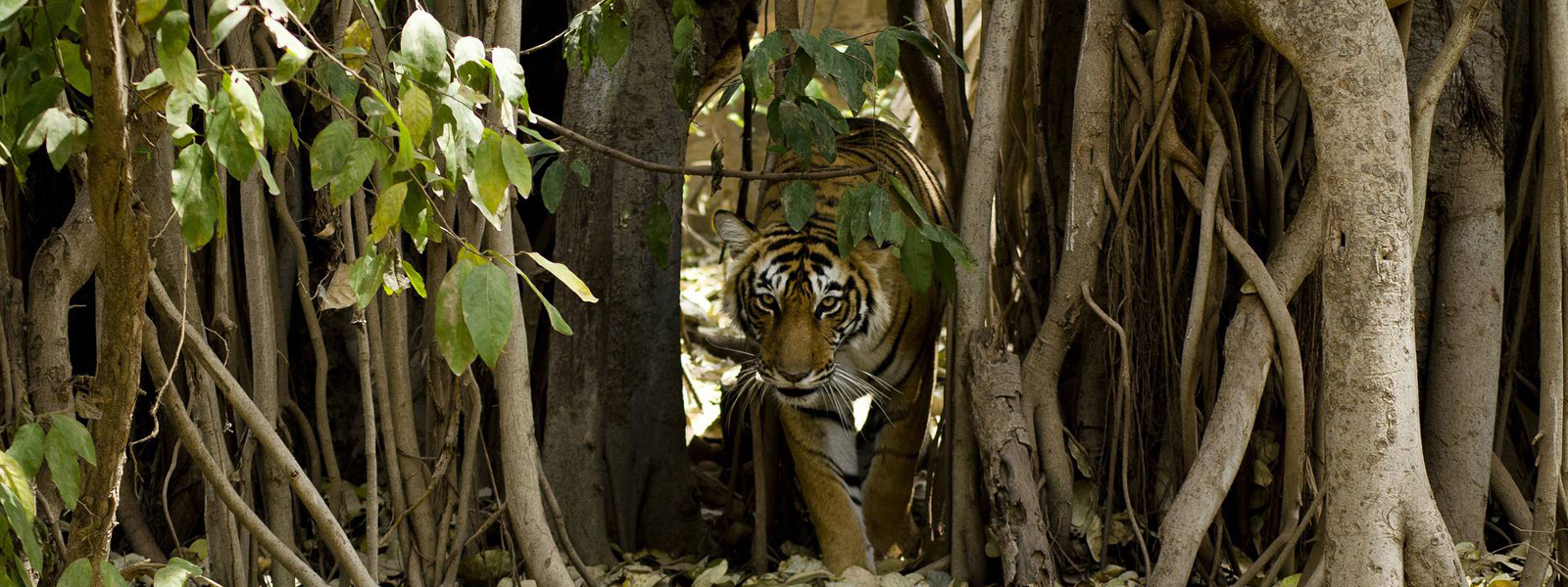 Ranthambore National Park